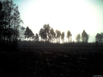 Usvainen metsä